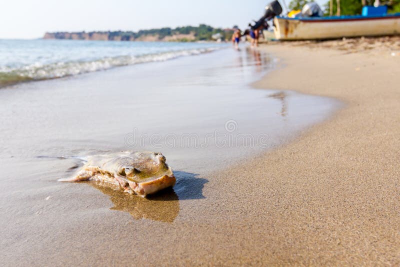 Stingray in Shallow Water stock image Image of water Biology Diagrams