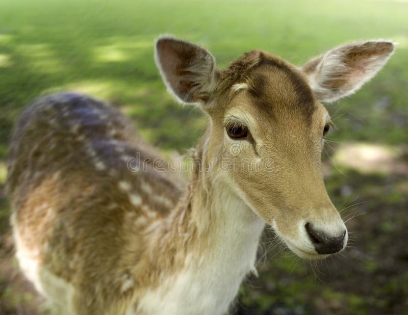 Young deer