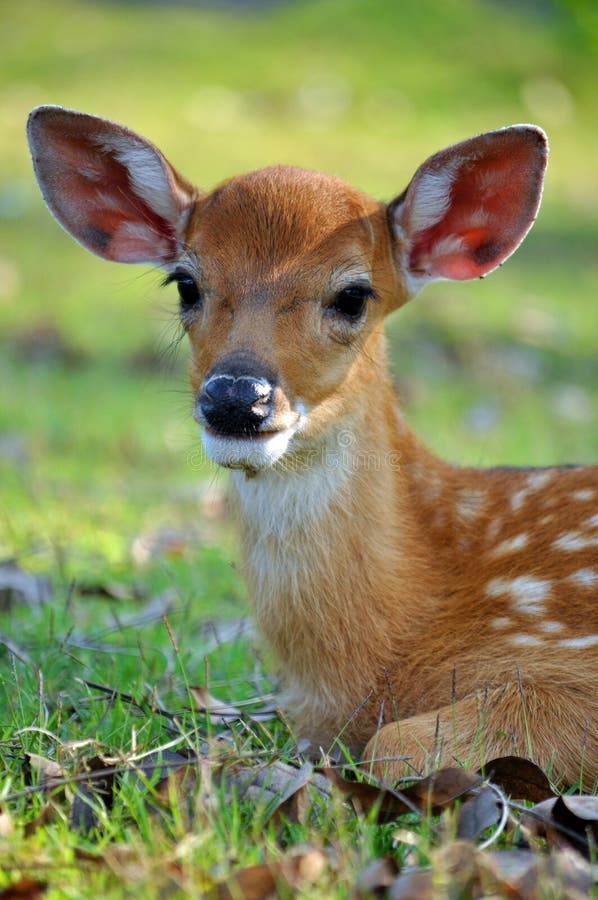 Young deer