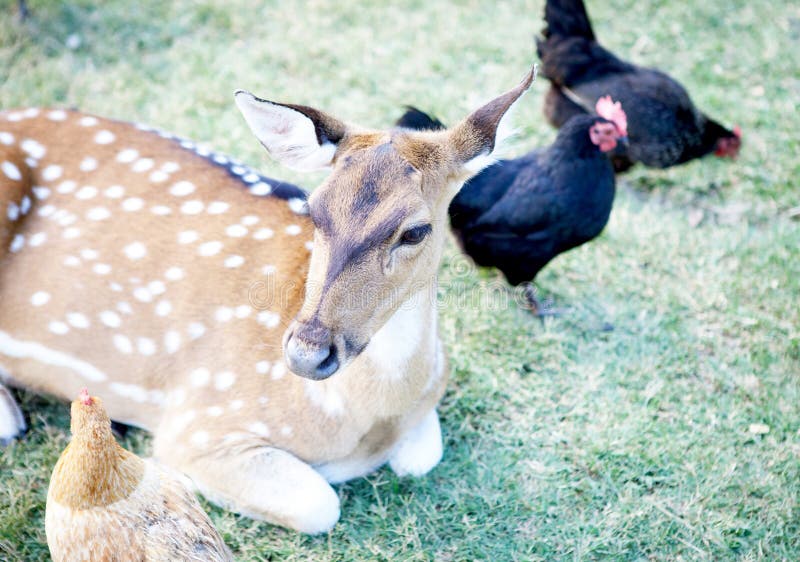 Young deer