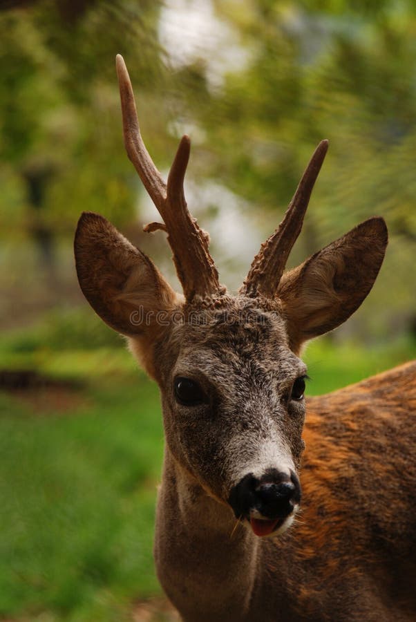 Young deer royalty free stock image Young deer royalty free stock image