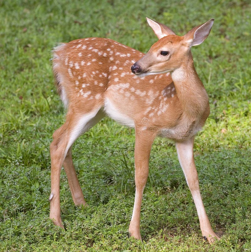 Young deer stock photo. Image of grass, spotted, mammal 6568130