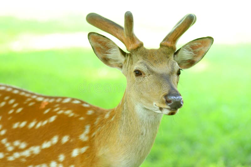 Young Deer Animal Snout Closeup Stock Image - Image of deer, fauna: 212059763 Young Deer Animal Snout Closeup Stock Image - Image of deer, fauna: 212059763