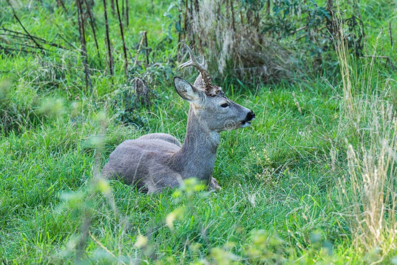 Young Deer with Antlers Lies on Green Grass Stock Image Image of cute