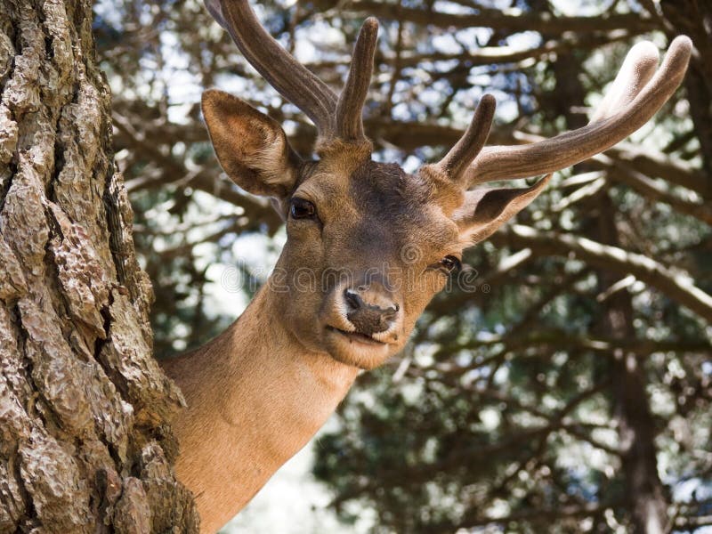 Young deer buck