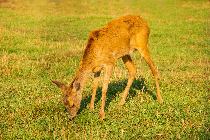 Young Deer stock image. Image of eating, farming, village 58293247