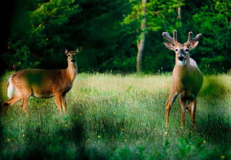 Young Deer in Green Meadow