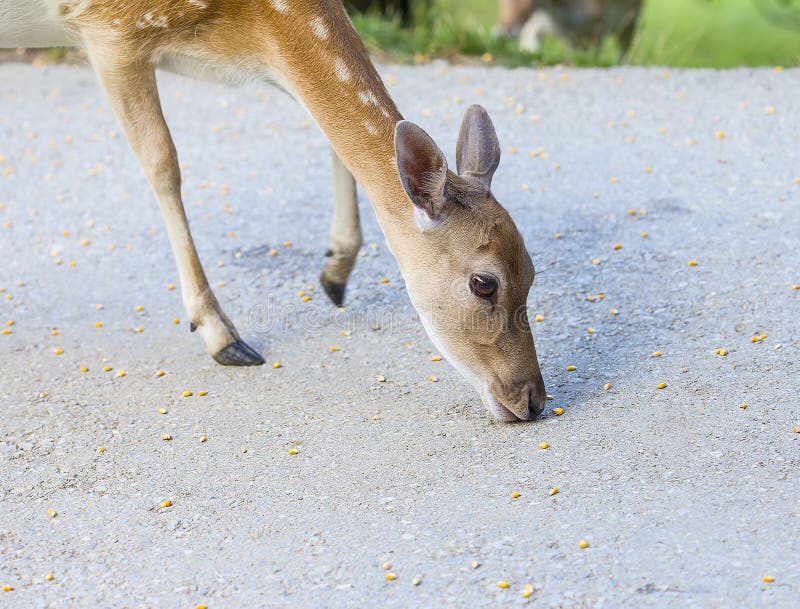 Young Deer Hind Eating Corn Stock Image Image of scared, ears 79059147