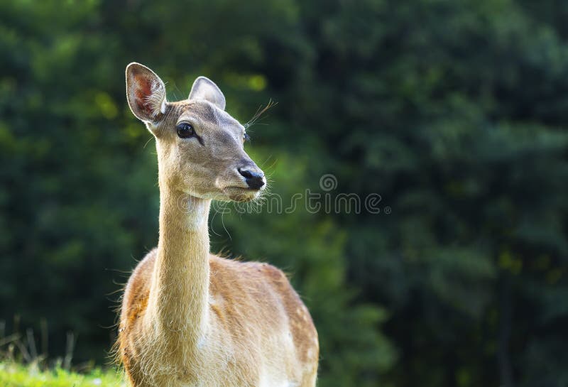 Deer Eating Corn Photos Free & RoyaltyFree Stock Photos from Dreamstime