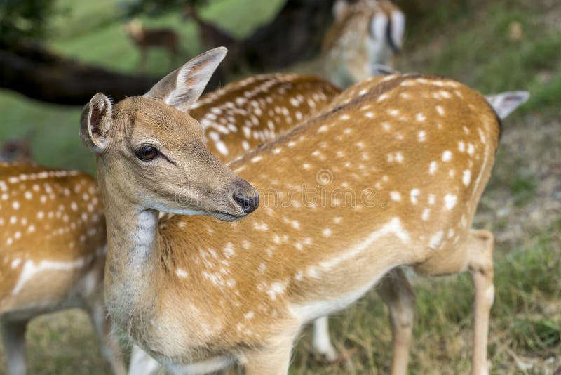 Young Deer Hind Eating Corn Stock Photo Image of female, hair 79059412
