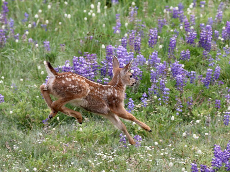 Young Deer Running in Flowers