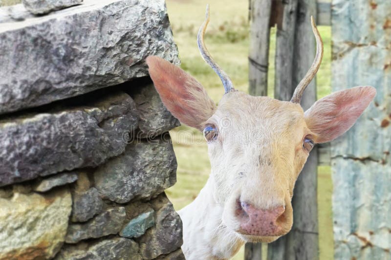 Deer Antler Hang On Wood Panel Stock Photo - Image of 