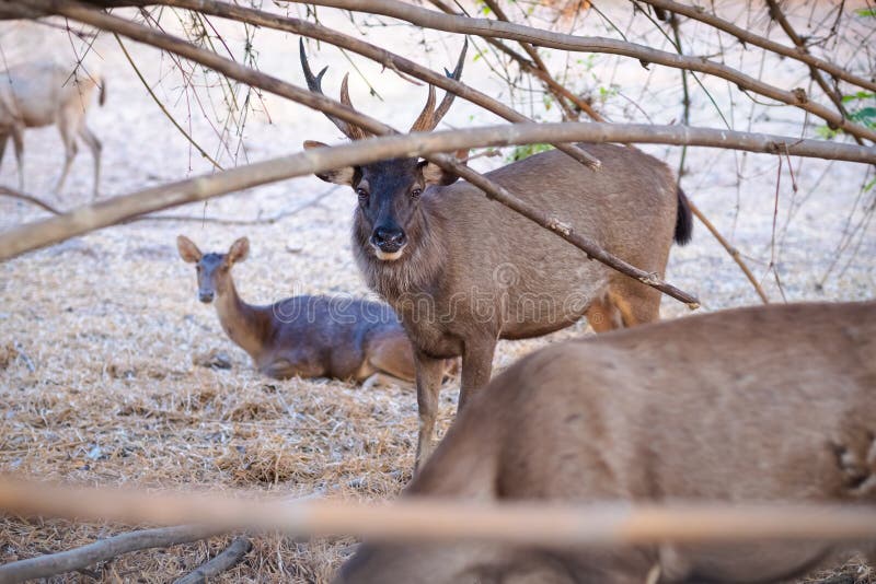 Deer in bamboo forest stock image. Image of dark, antler 103163923