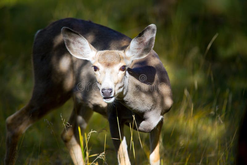 Young Deer in the Yukon Territories, Canada