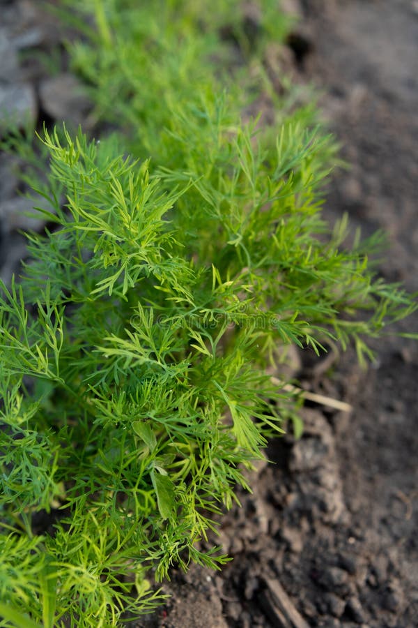 6,105 Dill Growing Stock Photos Free & RoyaltyFree Stock Photos from