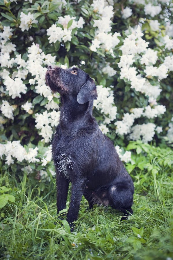 Young dog of Bohemian wire-haired Pointing griffon. Chocolate, checnut color hound with flowering shrub in background