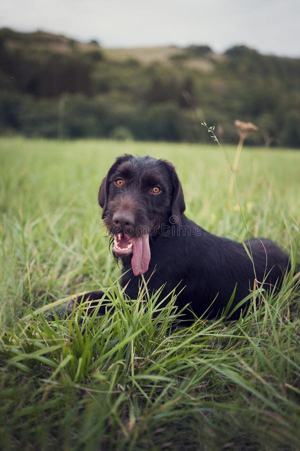 Young dog of Bohemian wire-haired Pointing griffon. Hound after hunting lying in the grass