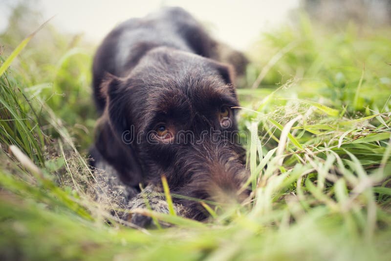 Young dog of Bohemian wire-haired Pointing griffon. Hound lying in the grass and looks so cute