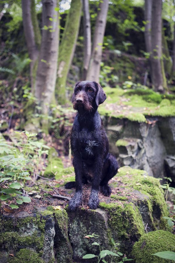 Young dog of Bohemian wire-haired Pointing griffon. Hound sitting in forest on big stone with moss.