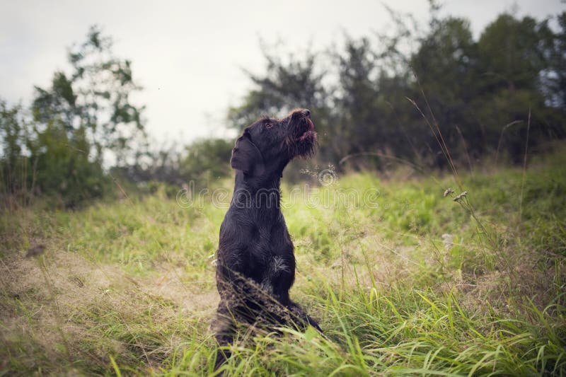 Young dog of Bohemian wire-haired Pointing griffon. Hound sitting in the grass