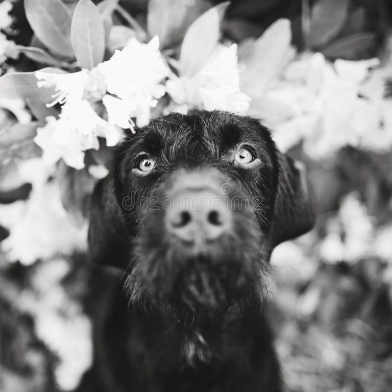 Young dog of Bohemian wire-haired Pointing griffon. Portrait of hound with flowering shrub in background. Black and