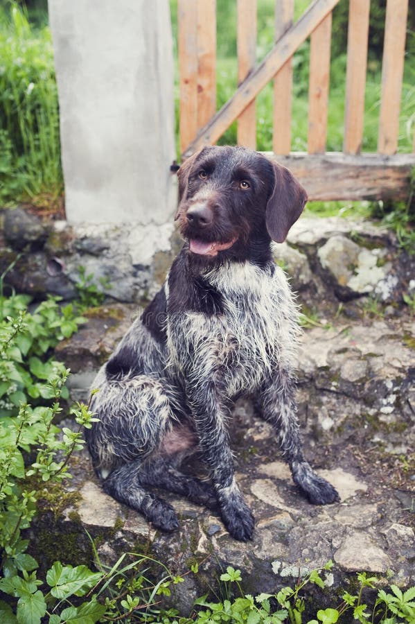 Young dog of Bohemian wire-haired Pointing griffon sitting on stone stairs. Steel gray color hound.