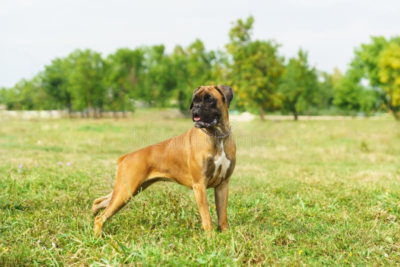 Young Dog Breed German Boxer Looking To the Side Stock Image Image of