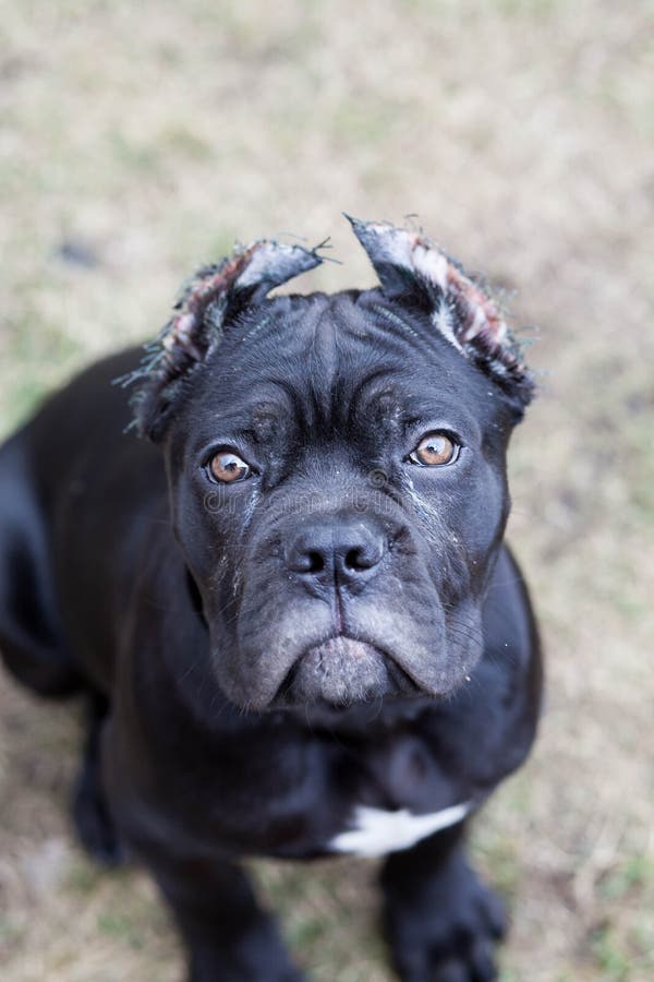 Young dog of the cane Corso breed on a walk on the lawn in early spring royalty free stock photography Young dog of the cane Corso breed on a walk on the lawn in early spring royalty free stock photography