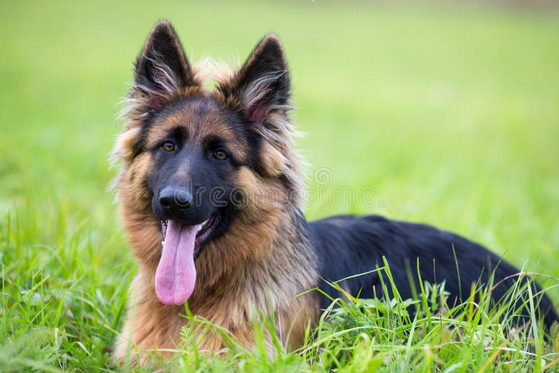 Young dog german shepherd on the grass in the park