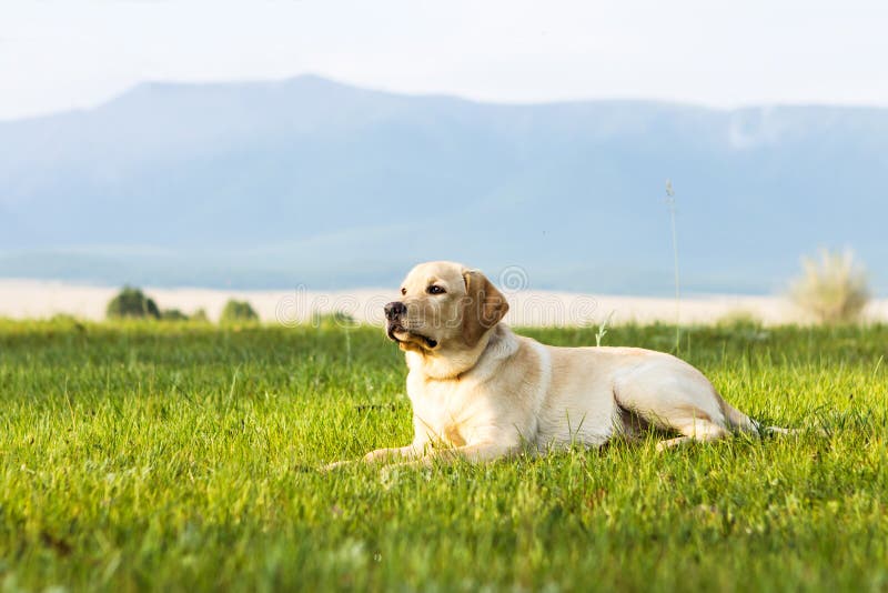 Young Dog of Golden Retriever Stock Image Image of animal, mountain