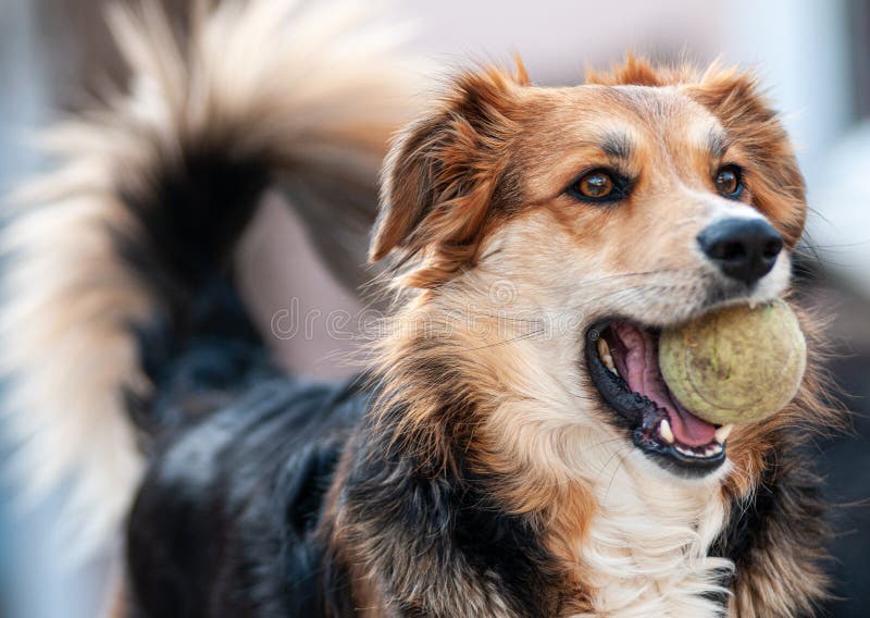 Young Dog Holding a Tennis Ball in Her Mouth , Training and Behavior