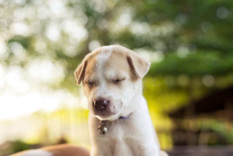 Young dog sleep on table. stock photo. Image of light 128207708
