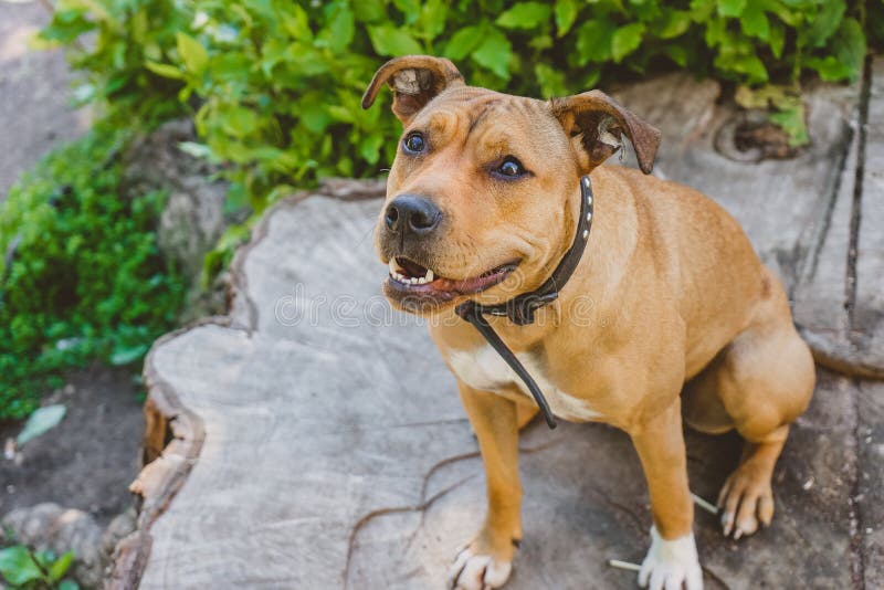 Young Dog Staffordshire Terrier Sitting On A Big Stump