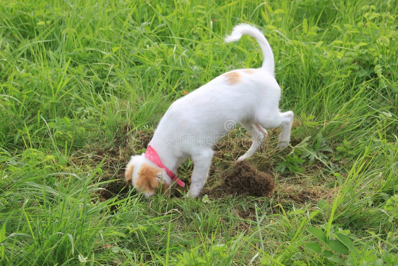 How To Make Homemade Dog Repellent HowStuffWorks