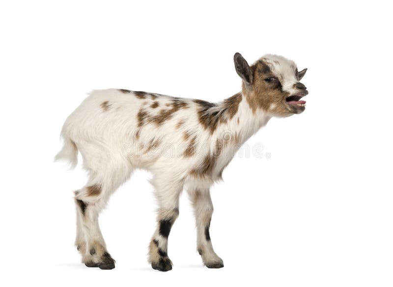 Young Domestic Goat Bleating, Kid, Isolated Stock Image Image of