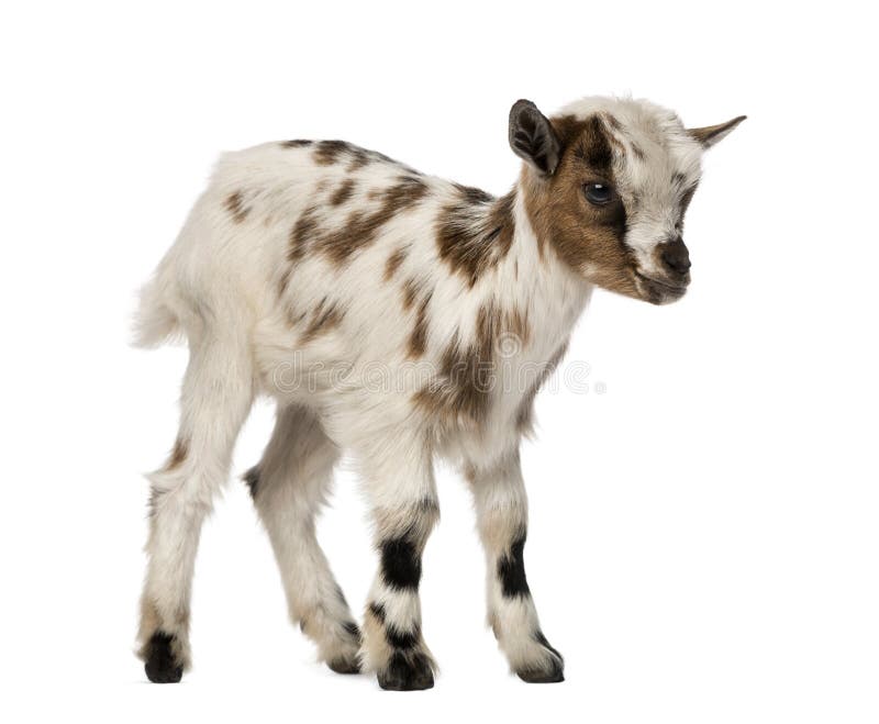 Young Domestic Goat Bleating, Kid, Isolated Stock Image Image of bleating, goat 41997411