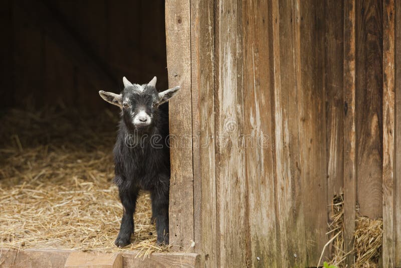Young Domestic Goat Bleating, Kid, Isolated Stock Image Image of bleating, goat 41997411