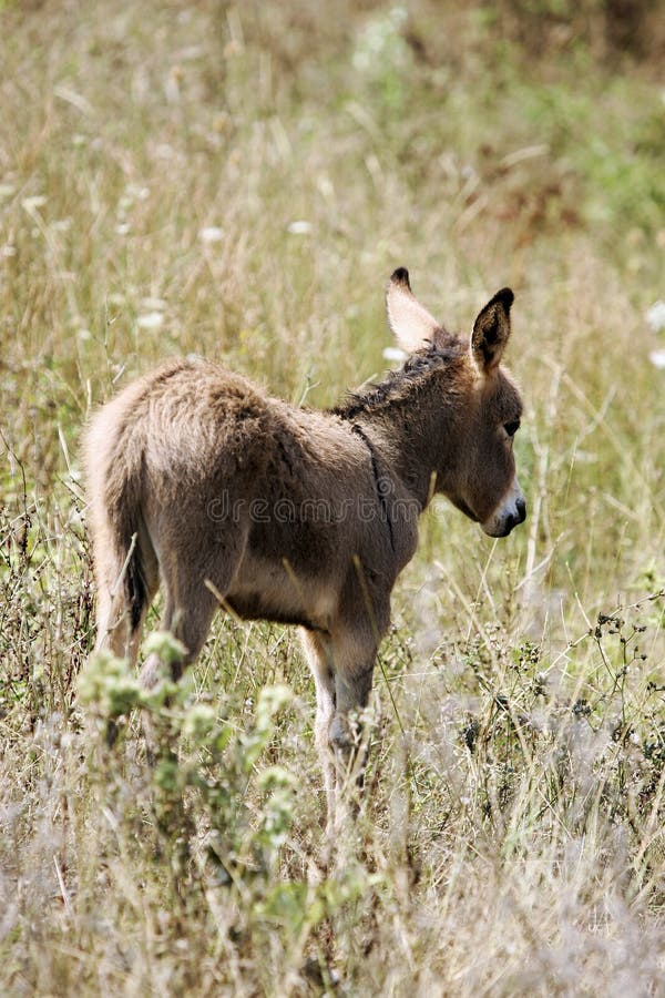 Young donkey stock photo. Image of donkey, meadow, marsh 3537478