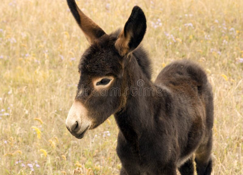 Young donkey