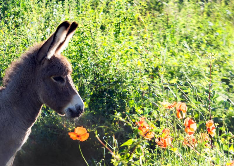 Young donkey stock image. Image of outdoor, rural, countryside 60850787