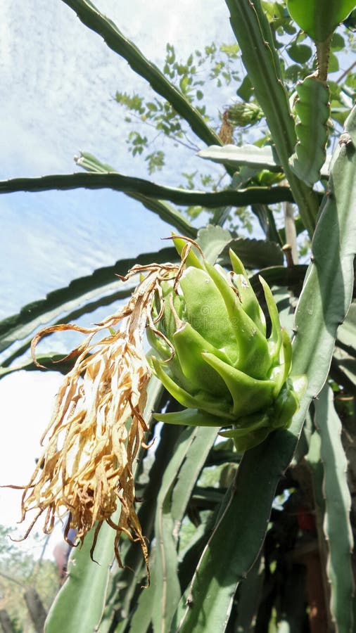 Young Dragon fruit on vine stock photo. Image of thailand 56625474