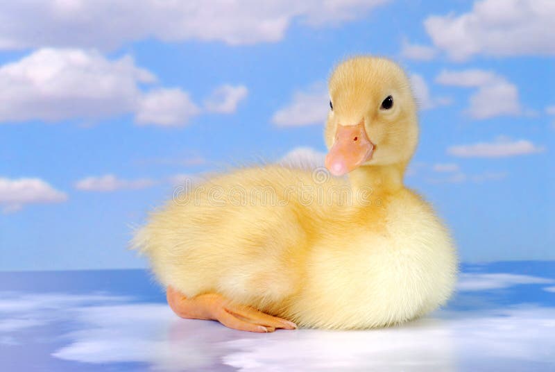 Young Duck