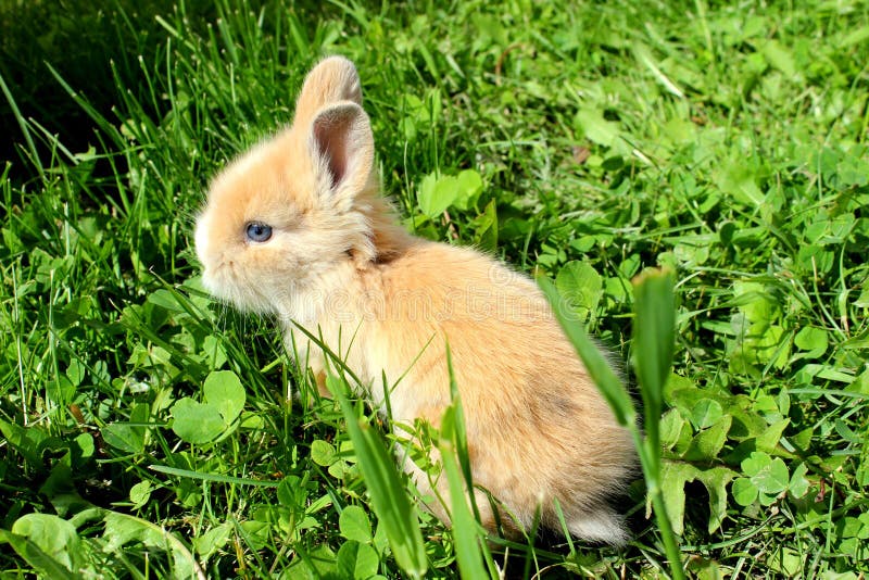 bunny stock Image of dwarf, fuzzy, - 101144748