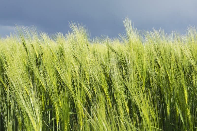 Agriculture stock photo. Image of wheat, grass, outside - 5306384