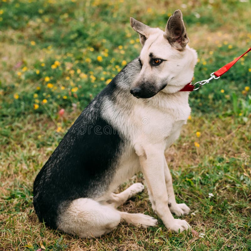 Are Eastern European Shepherd Dogs Rare