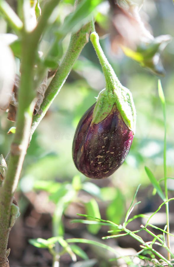 Young eggplant fruit stock photo. Image of farming, country 78947978