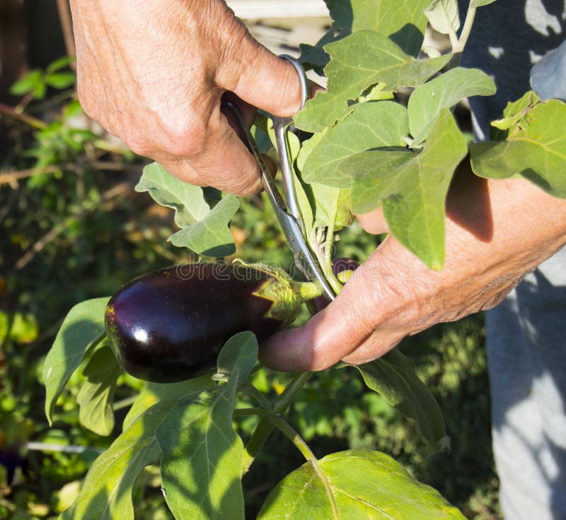 Hand Picking Eggplant From The Plant In Vegetable Garden Stock Image