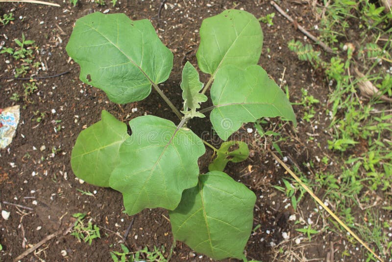 Young Eggplant Leaves are Dense and Green Stock Image Image of