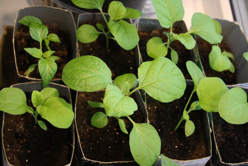 Young Eggplant and Pepper Sprouts Grow on the Window Stock Photo