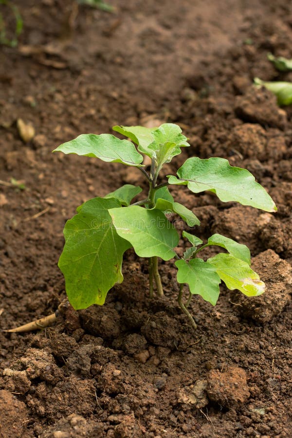 Young Eggplant Seedlings on the Vegetable Bed Stock Image Image of